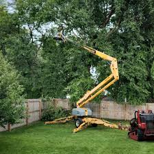 Best Fruit Tree Pruning  in Brocton, NY