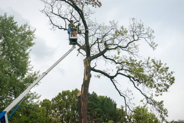 Best Tree Cabling and Bracing  in Brocton, NY