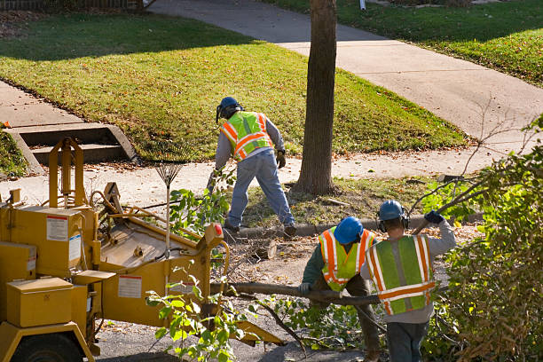 Best Emergency Tree Removal  in Brocton, NY